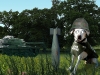 Work On The Wild Side - Bomb Disposal Dog