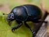 dor_beetle_profile