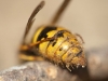 wasp_in_dirt02