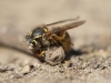 wasp_in_dirt01