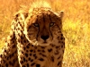 Safari School - Cheetah